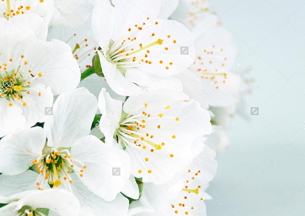 Большие Белые Цветы Фото